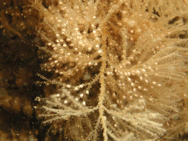 Sertularia cupressina